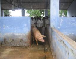 pig_housing_2